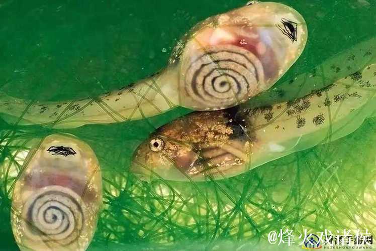 91九色蝌蚪视频